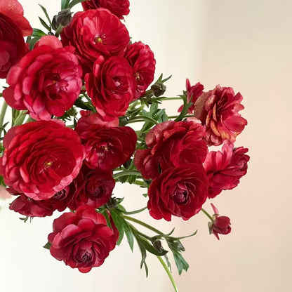🌸 Grow Bouquet-Quality Flowers at Home with Ranunculus Bulbs 💐