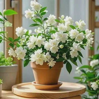 🌼Rare Trailing Jasmine Seeds🪴Super easy to care - It keeps blooming even in winter！