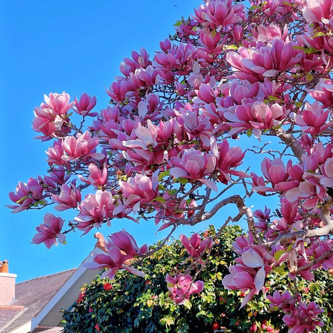 🌳 Legendary Mulan Tree · Illuminate Your Abundant Life 🌳