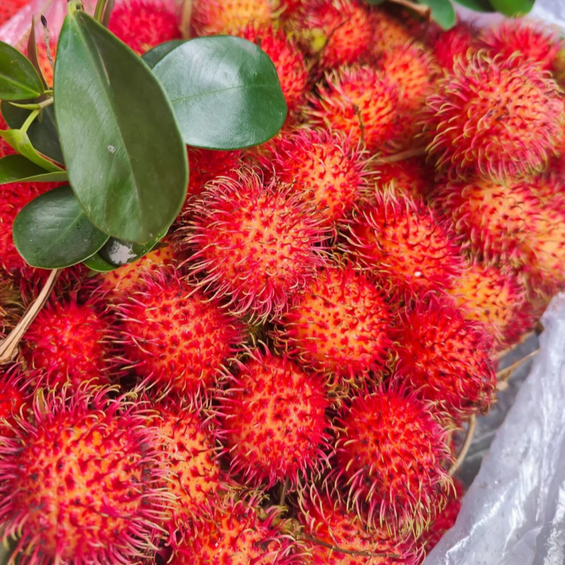 Rambutan Seeds 🌱 Plant Once, Harvest Sweet Tropical Fruit All Season 😋