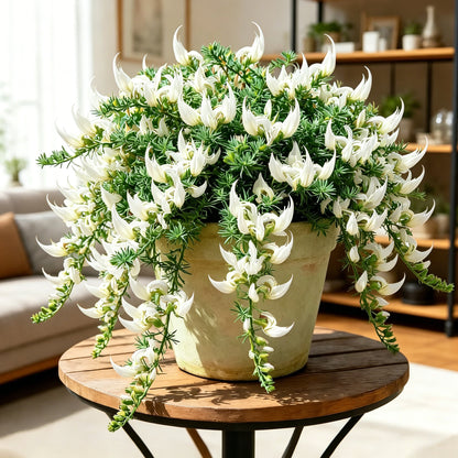 🏠🌸 Parrot Beak Spider Plant Bulbs 🌿 Unique Foliage, Easy to Grow