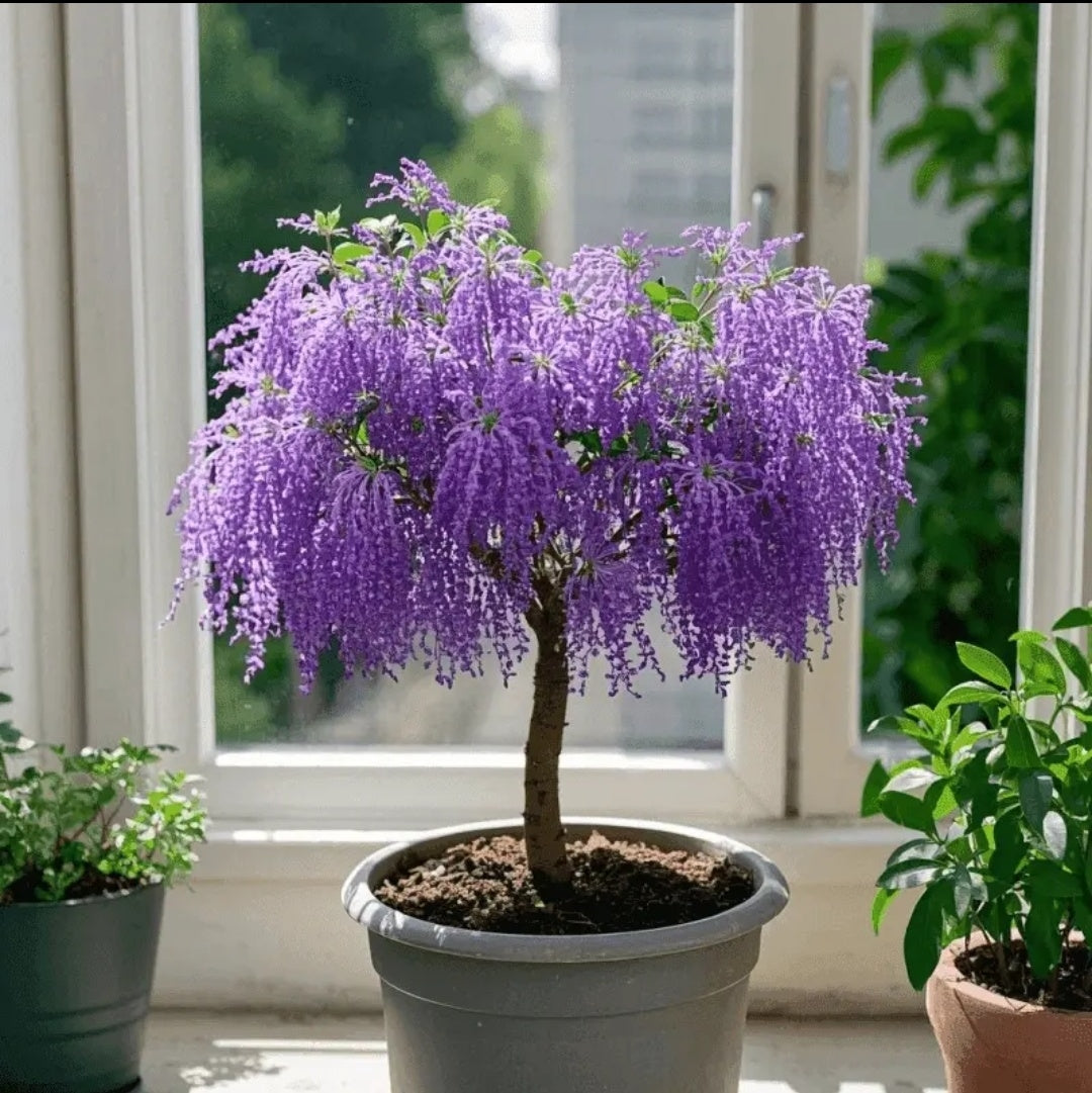 🏠🌳Add color and fragrance to the space-Tassel seeds🍃
