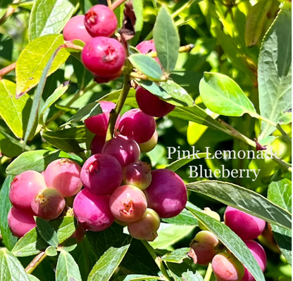 Pink Bliss Blueberry Seeds – Rare Pink Berries with Extra Sweet Flavor, Perfect for Home Gardens