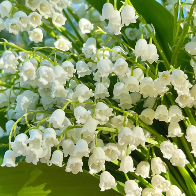 💐Lily of the Valley—Happiness Arrives
