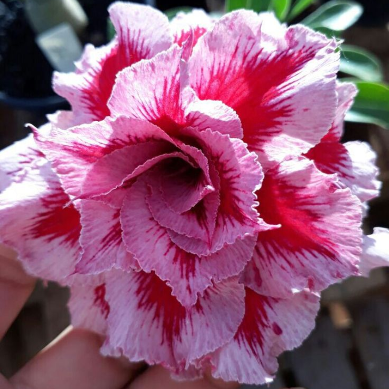 🔥Desert roses up to 50% off – Now at a Discount!🎁 😍Loves to bloom, long flowering period 🌵 Desert Rose