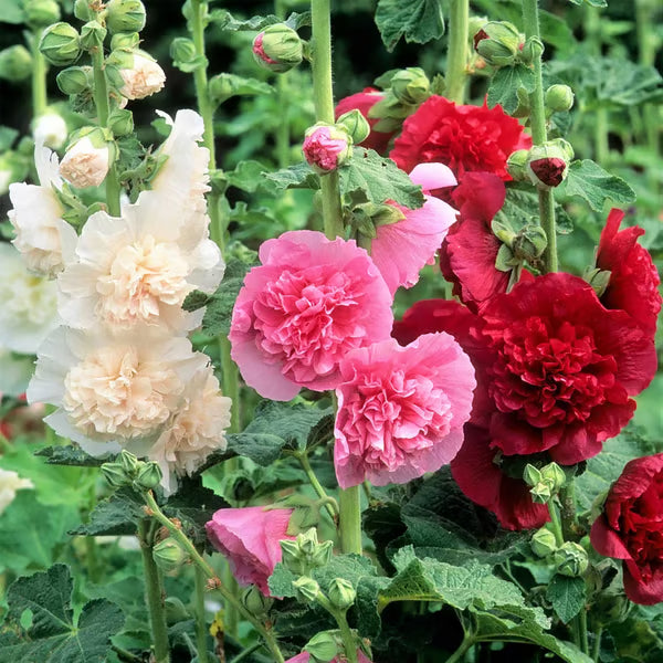 🌸 Grow a Garden That Gets Better Every Year
