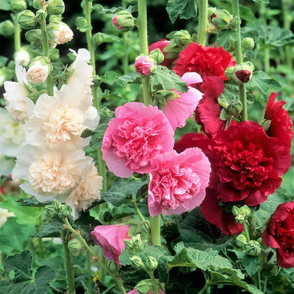 🌸 Grow a Garden That Gets Better Every Year