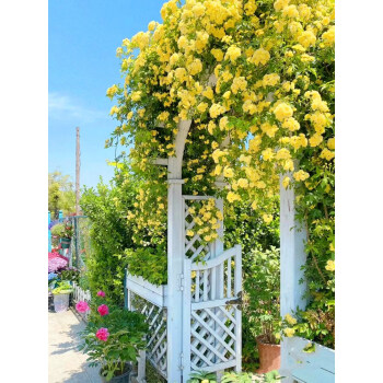 Yellow Banks Rose Seeds