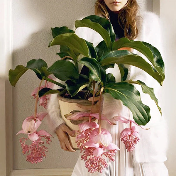 🌸Medinilla Magnifica Flower Seeds🪴