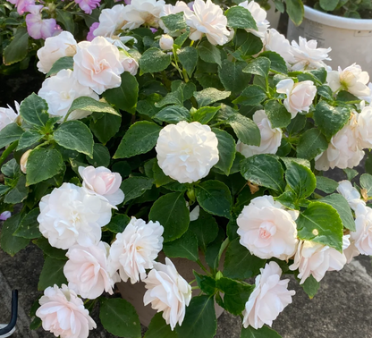 Premium Double Impatiens Seeds — Lush Double Petal Flowers for Containers🌸