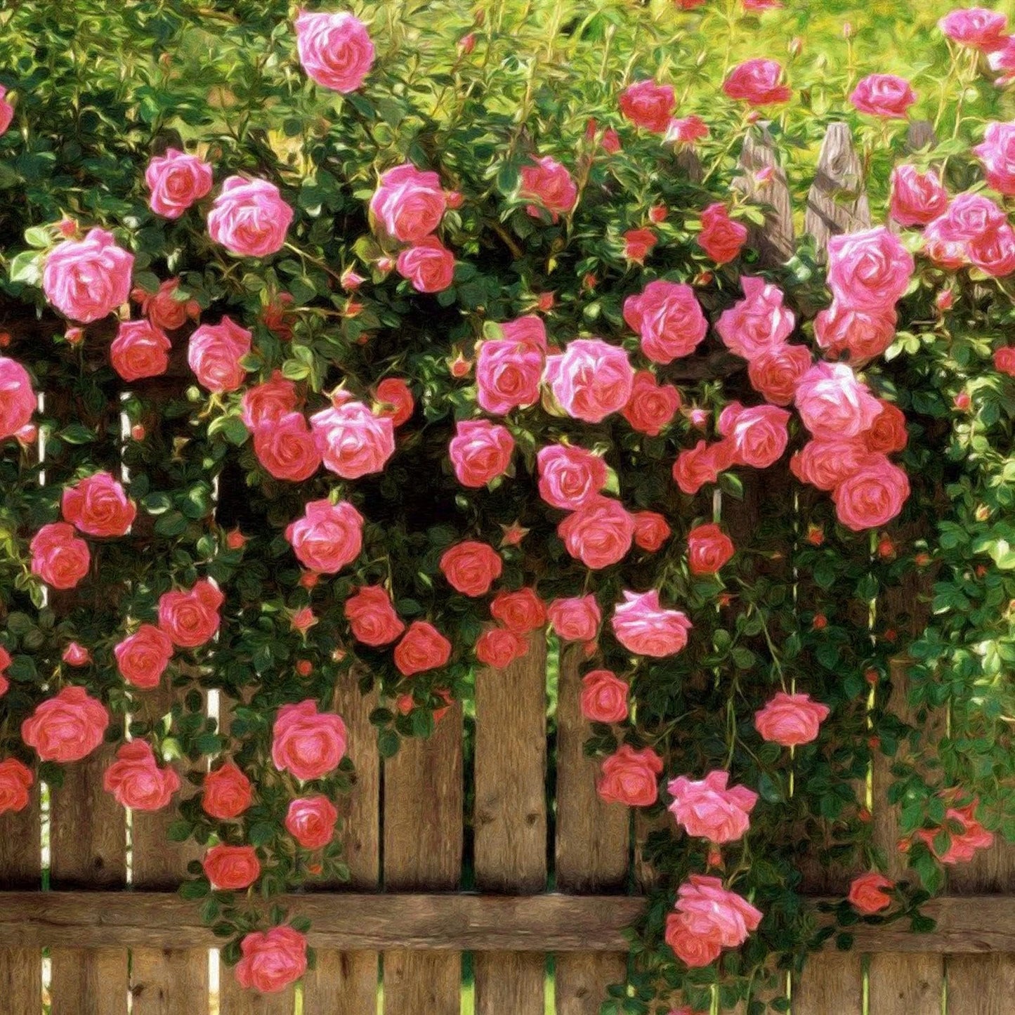 🌹Climbing Rose Seeds🌺 Easy Grow, First-Year Blooming Beauty