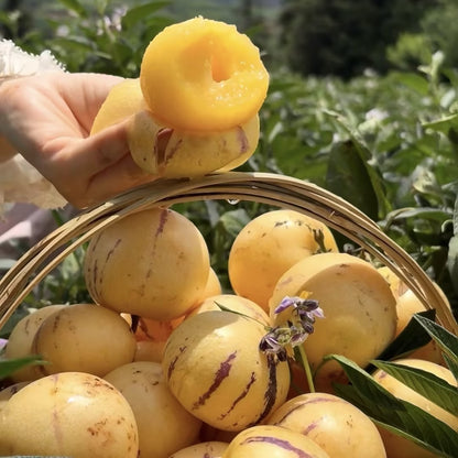 ˚ʚ🍈ɞ˚Grow Your Own Refreshing, Nutrient-Rich Pepino Melon – Sweet, Hydrating & Perfect for Summer 😋