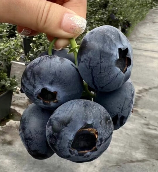 🌸Spring Sale🫐Giant Blueberry Seeds