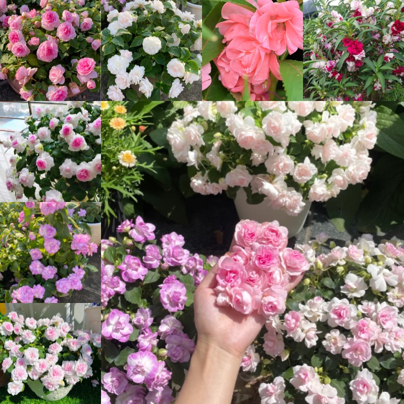 Premium Double Impatiens Seeds — Lush Double Petal Flowers for Containers🌸