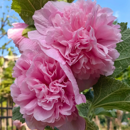 DOUBLE HOLLYHOCK SEEDS
