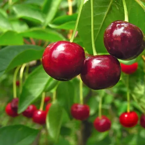 🌳BIG SALE🍒Cherry tree seeds / Cherry seeds Plant Ideal for Gardens