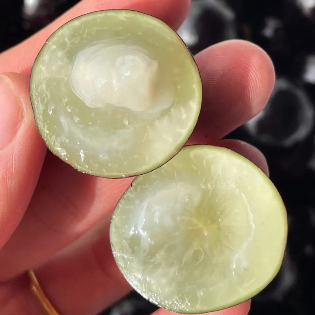 Grapes that Grow on Trees! 🌳🍇 Jaboticaba Heirloom Tree Seeds