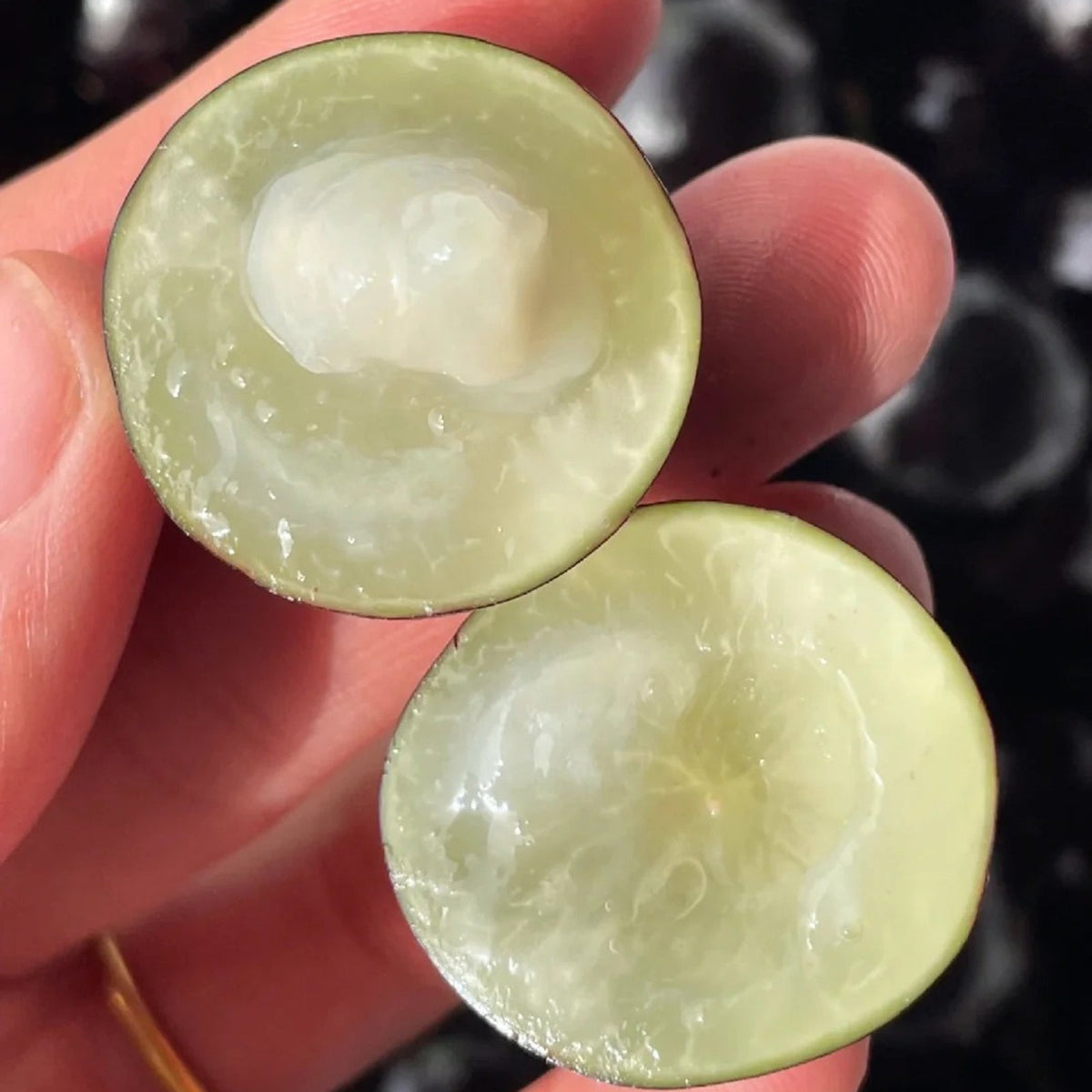 Grapes that Grow on Trees! 🌳🍇 Jaboticaba Heirloom Tree Seeds