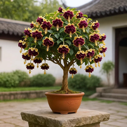🌸 Double Fuchsia Plants – Elegant Cascading Blooms for Shade Gardens
