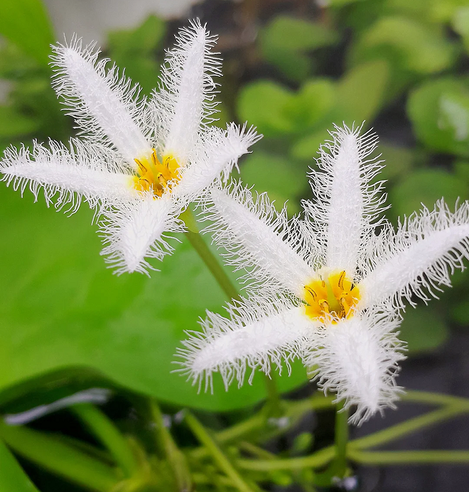 Hydroponic Plants Water Snowflake