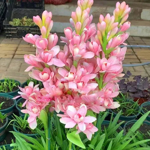 💖 Double Fragrant Tuberose 🌸🌙 A Garden Favorite for Romantic Evenings