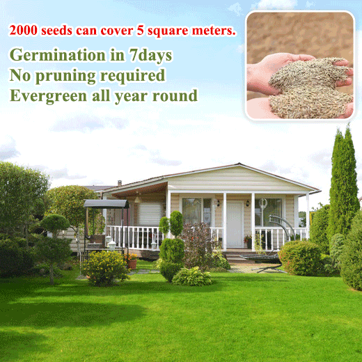 🌿🌿Four Seasons Evergreen Dwarf Grass Seeds – Your Lawn’s New Best Friend☀️