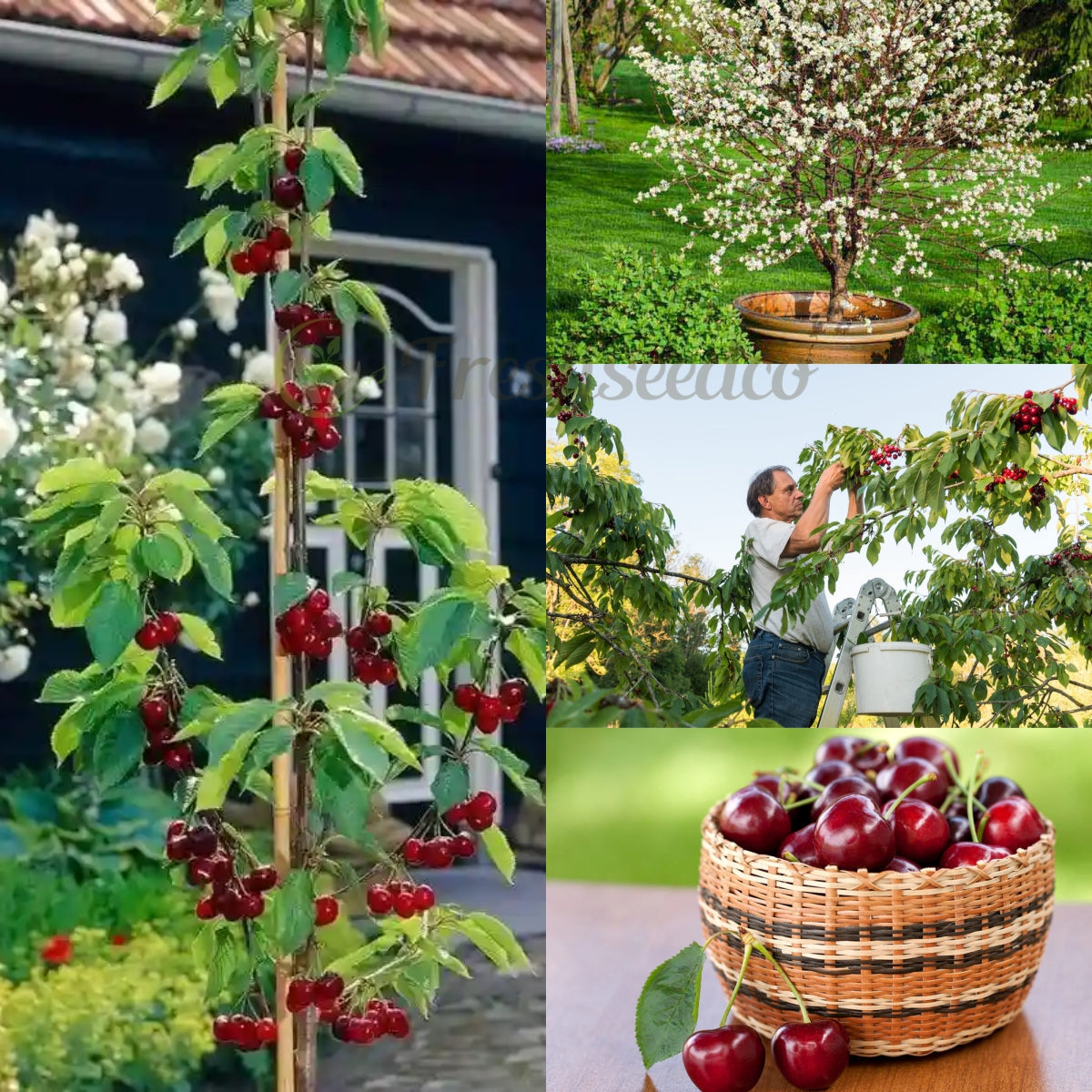𝜗𝜚🍒ᝰ.ᐟStar your garden with premium Chilean Cherry Seeds for healthy growth and consistent yields 🌿