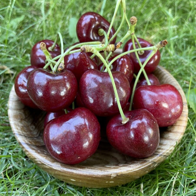 𝜗𝜚🍒ᝰ.ᐟStar your garden with premium Chilean Cherry Seeds for healthy growth and consistent yields 🌿