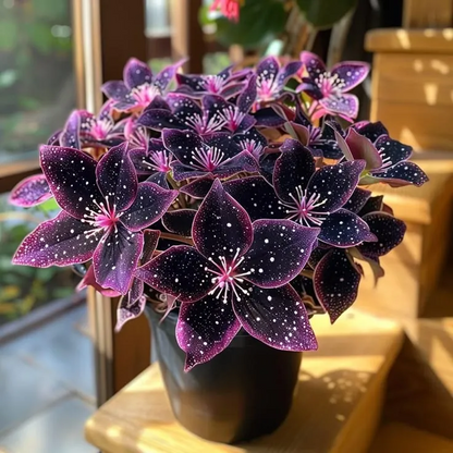 🎁Midnight blue Hosta-A Radiant Addition to Your Home! 🌟