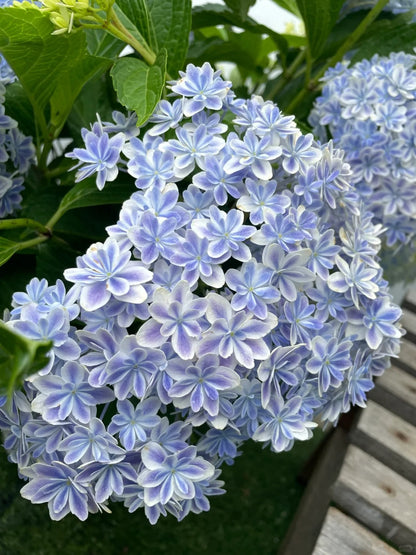 🔥🔥 Hydrangea Bulbs🌸  – Grow Huge, Cloud-Like Blooms at Home 🌿