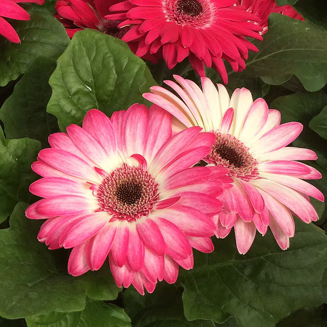 🌼 Heat-Resistant Gerbera Seeds – Bold Color, Built for Heat