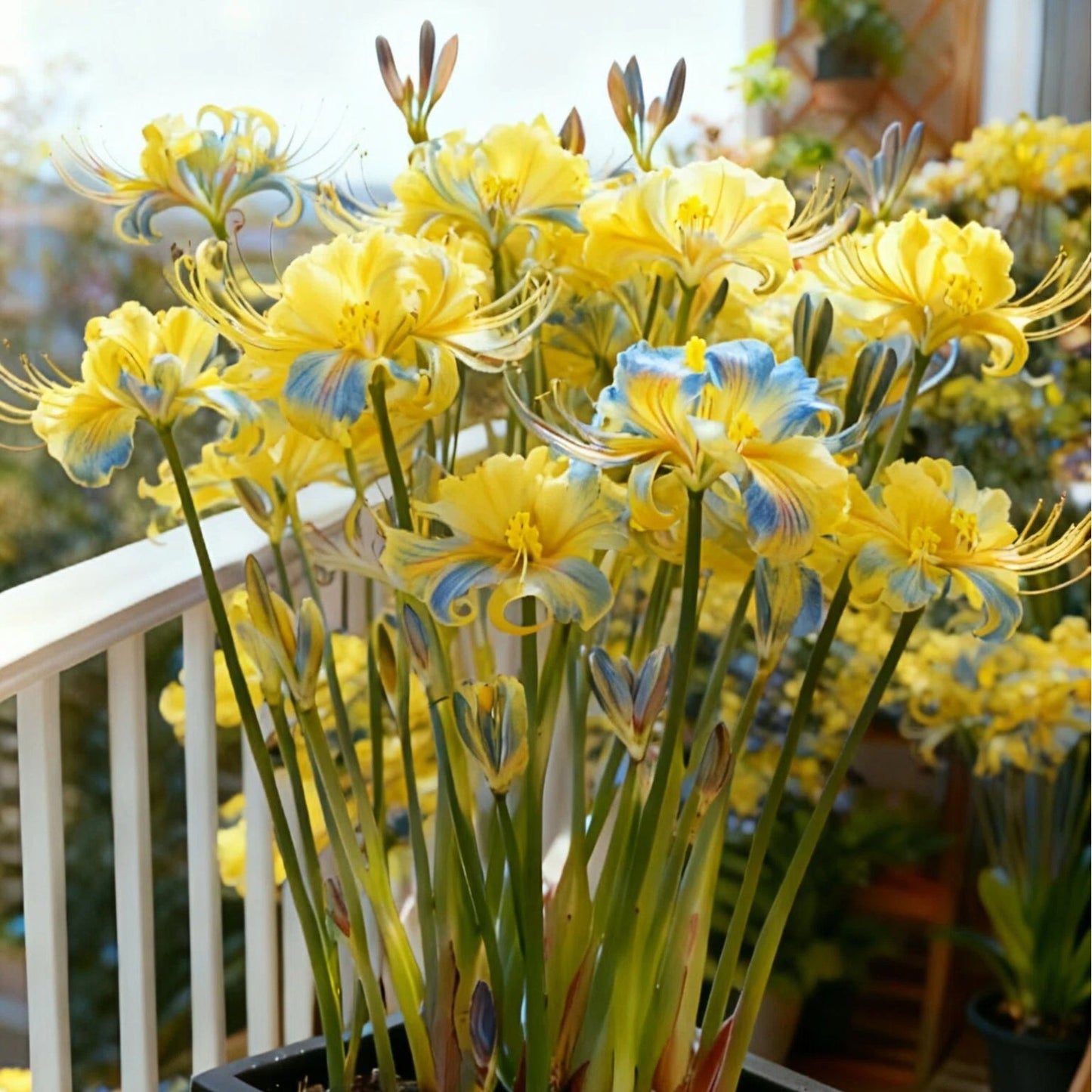 💥💮Seraphic Glow Spider Lily Bulbs – Easy to Grow, Stunning Blooms