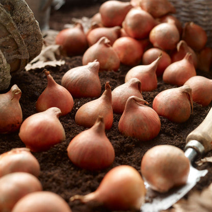 Multiflora Tulip Bulbs (Club Series)🌷 Grow in Water or Soil, Bloom Next Month