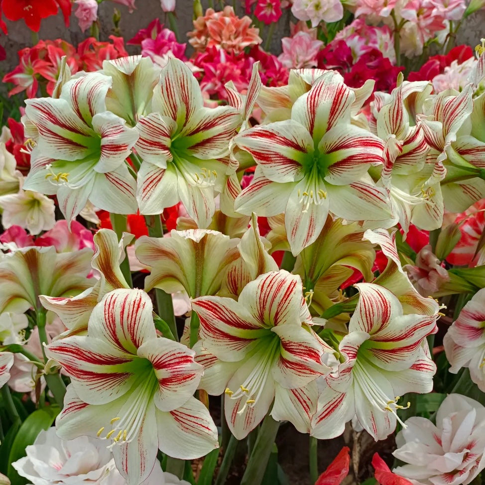 ꙳⋆🫧Giant Double-Flowered Amaryllis Bulbs – Spectacular Blooms This Season!🌼