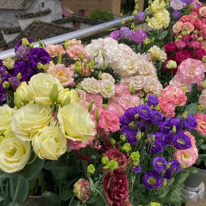 💖🌷Experience the Beauty of Eustoma in Your Own Garden 💐