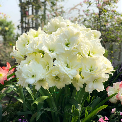 🤗🌺 One Hippeastrum Bulb, One Stunning Giant Bloom💥🏠