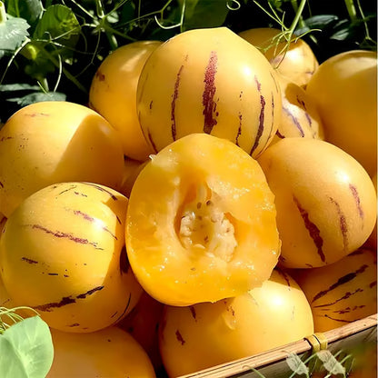 🍈 Grow Sweet, Juicy Melons Right at Home