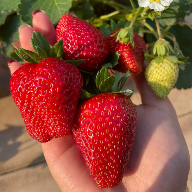🍓🍓Super Giant Strawberry Fruit Seeds-very easy to grow🍓🍓