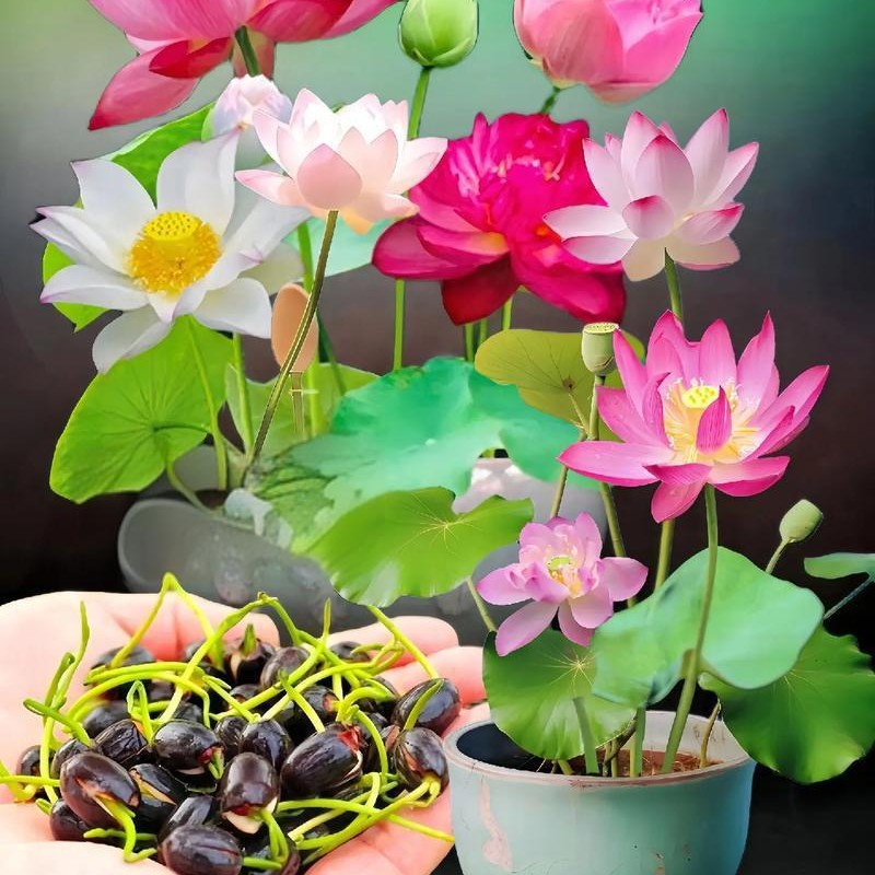 💜🪷Midnight Purple Lotus Seeds🌿Simple, Beautiful & Unique!
