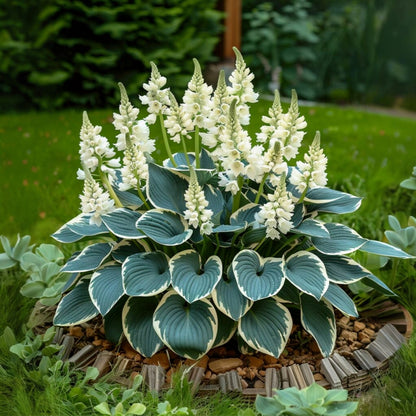 🌿Rare Premium Hosta Bulbs– Easy to grow🌸Transform Your Garden!