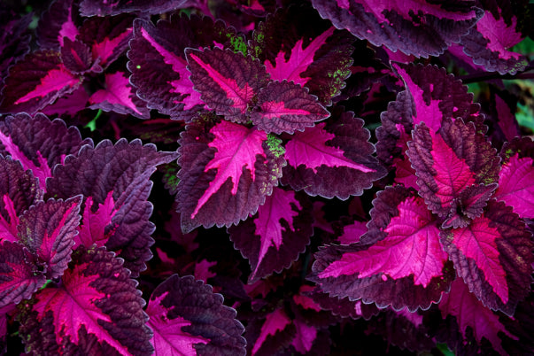🔥20% Off: Fill Your Garden with the Vibrant ‘China Rose’ Coleus