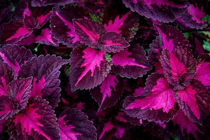 🔥20% Off: Fill Your Garden with the Vibrant ‘China Rose’ Coleus