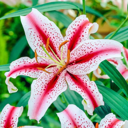 🌸Lily Bulbs Rare Colors Limited Edition