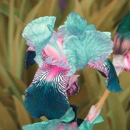 💕Iris (Phalaenopsis) Orchid Flower, Perennial Flower