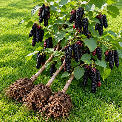 🌳 Rare Giant Red & Black Mulberry Tree Saplings 🌿