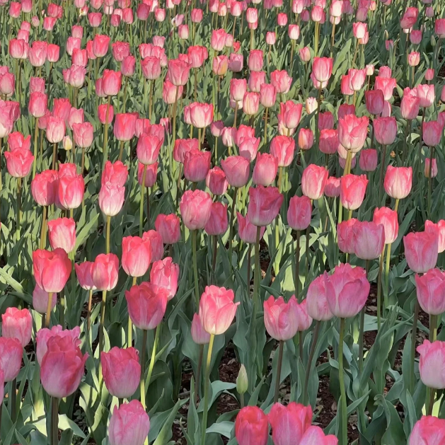 🌷‎⋆. ݁Create a Garden Full of Elegant Tulips