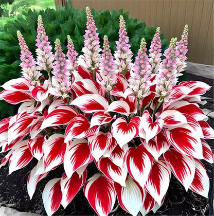 🌿Rare Premium Hosta Bulbs– Easy to grow🌸Transform Your Garden!