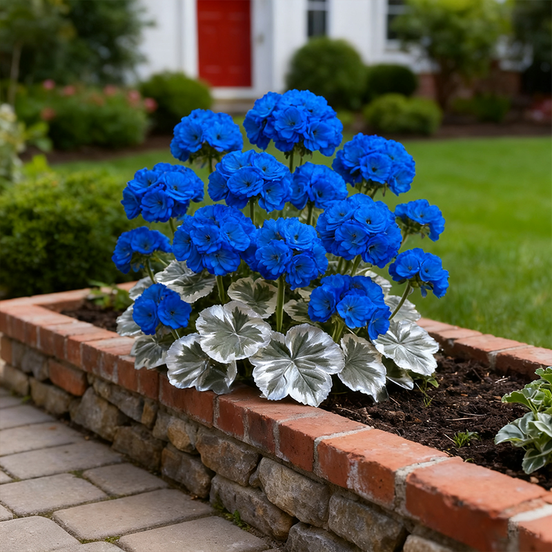  🌺•Geranium seeds, double-flowered flowers/silver-edged leaves