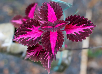 🔥20% Off: Fill Your Garden with the Vibrant ‘China Rose’ Coleus