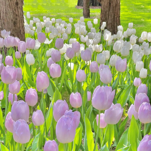 🌷‎⋆. ݁Create a Garden Full of Elegant Tulips